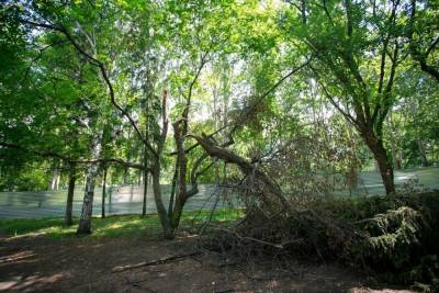 В Екатеринбурге запретят «варварскую обрезку» деревьев