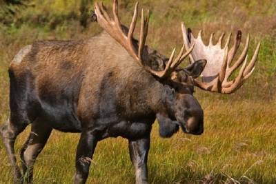 В Тверской области браконьер заплатил крупную сумму за убитого лося