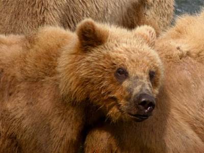 В Петербурге медвежонок бросился водителю под колеса
