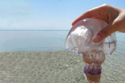 Биолог рассказал об аллергии на медуз