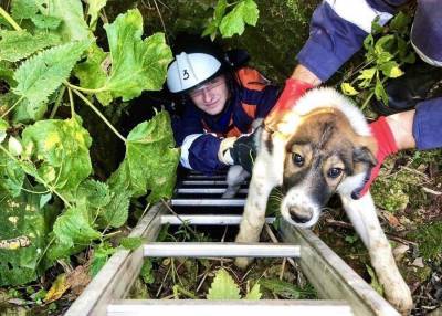 Спасатели вытащили собаку из заброшенного колодца в Наро-Фоминском городском округе