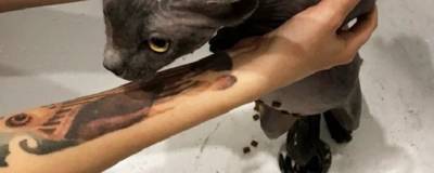 В Новосибирске спасатели вытащили кошку из сливной трубы в ванной