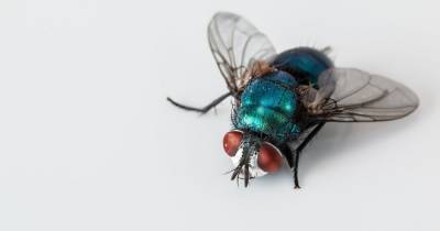 Немецкий производитель инсектицидов стал защитником насекомых