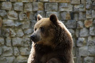 На трассе под Петербургом заметили медведя