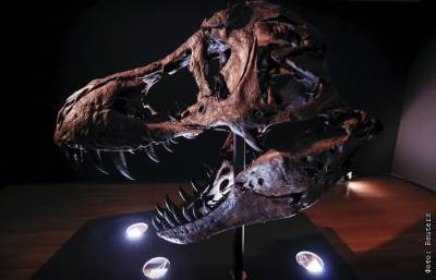 Один из самых полных скелетов тираннозавра выставят на Christie's