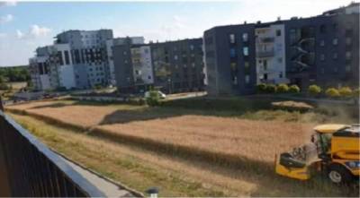 Косовица среди многоэтажек: почему у жителей Люблина под окнами раскинулись пшеничные поля