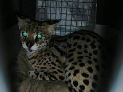 В «Пулково» прилетела кошка самой дорогой и редкой породы в мире