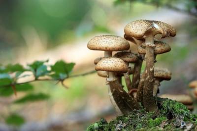 Саратовцы начали травиться грибами