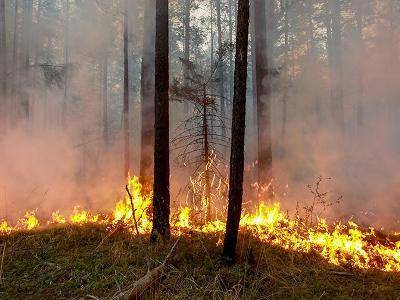 Дым от лесных пожаров на западе США достиг Европы