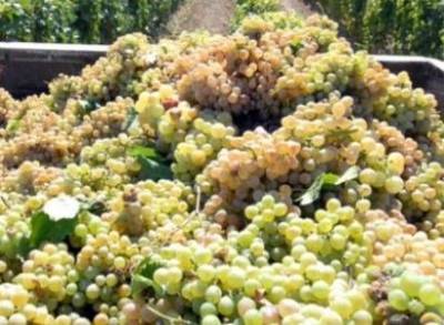 Изменятся ли закупочные цены на виноград в Армении в этом году? Поясняет эксперт