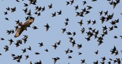 Загадочный мор перелетных птиц: миллионы трупов