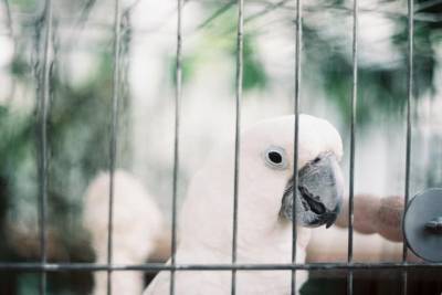 Выбираем клетку для волнистого попугая: несколько советов удачной покупки