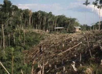 Европейские страны призвали Бразилию предпринять «реальные действия» для борьбы с уничтожением лесов Амазонии