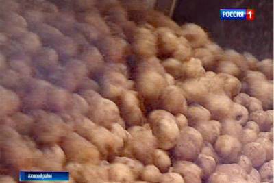 60 процентов полей обработано: на Дону убрали уже 113 тысяч тонн картофеля