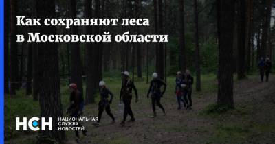 Как сохраняют леса в Московской области
