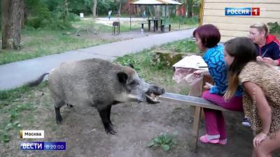 Набеги кабанов и лосей на Москву сняли на видео