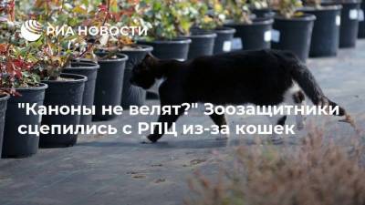 “Каноны не велят?” Зоозащитники сцепились с РПЦ из-за кошек