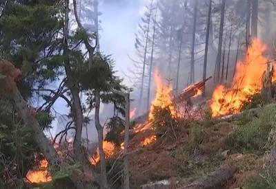 В Горийском районе возник лесной пожар