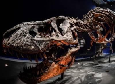 Один из самых полных скелетов тираннозавра пустят с молотка в Нью-Йорке