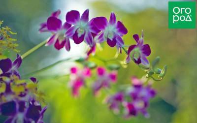 Аромат орхидей: популярные сорта цветов с запахом