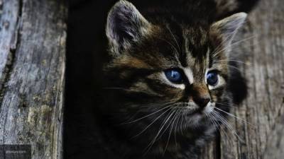 Зараженный COVID-19 котенок умер в Саранске