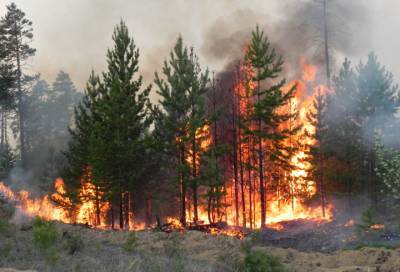 Эксперты предупредили о возможном ухудшении ситуации с лесными пожарами в России