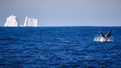 Огромный айсберг откололся от ледника в Гренландии