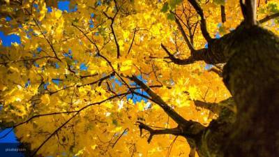 Гидрометцентр обещает робкое наступление золотой осени на следующей неделе