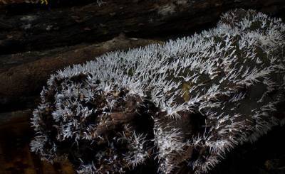 Dezeen (Великобритания): ученые изобрели «живой гроб» из корневой системы грибов