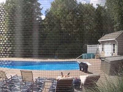 Мужчину, дремавшего у бассейна на заднем дворе, толкнул по ноге любопытный медведь