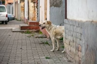 В Приморье стая бродячих собак напала на восьмилетнюю девочку