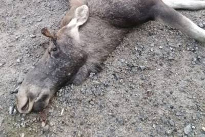 Дикие животные: под Новосибирском машина столкнулась с лосем