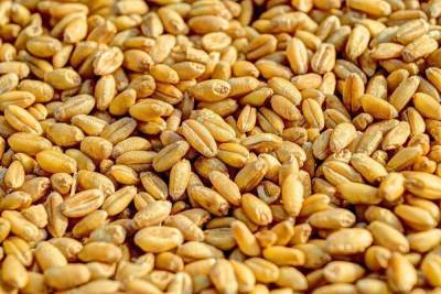 Около 27 тонн подкарантинного зерна поступило в Тульскую область