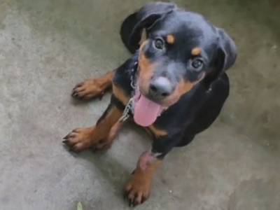 Житель Индии спас жизнь щенку в ужасном состоянии: пес вырос красавчиком