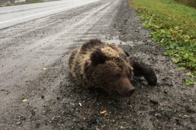 Под Екатеринбургом сбили медведя, но ГИБДД не нашла следов ДТП