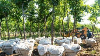 Компенсационную посадку за вырубленные деревья увеличили вдвое в Нур-Султане