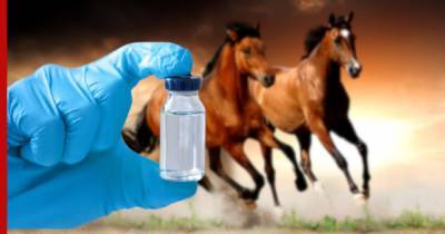 Раскрыта роль лошадей в борьбе с коронавирусом