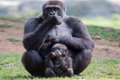 Федеральный суд Швейцарии разрешил закрепить в конституции Базеля права приматов
