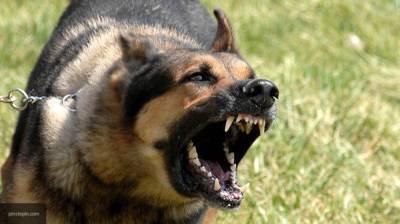 Стая бродячих собак напала на восьмилетнюю девочку в Находке