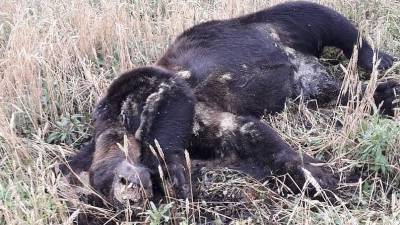Жители Башкирии нашли в поле труп огромного медведя
