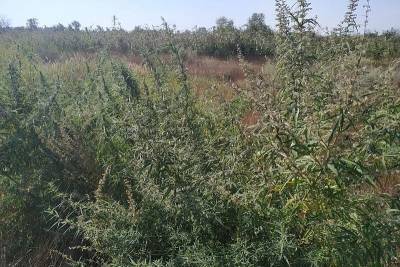 В Краснодарском крае пограничники уничтожили 600 кустов конопли