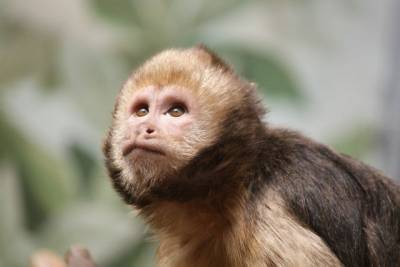 Швейцарский суд поддержал предложение зоозащитников о статусе приматов