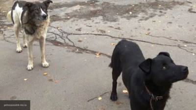 Стая бродячих собак напала на девочку в Приморье