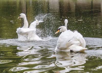 Водоплавающие птицы в парках Москвы скоро уйдут на зимовку