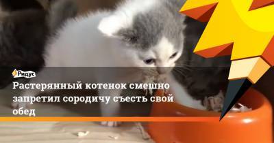 Растерянный котенок смешно запретил сородичу съесть свой обед