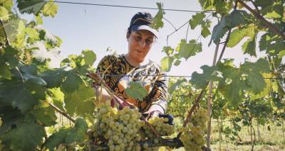 Цены на виноград устанавливает свободный рынок - ответ грузинским виноградарям