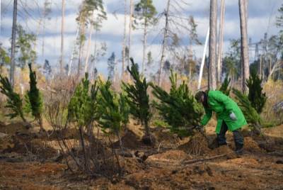 Поставщик леса для АЦБК посадит более 700 хвойных деревьев