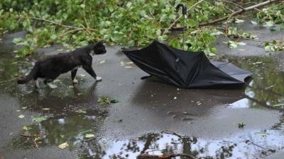 МЧС предупреждает о дожде с грозами в Ленинградской области