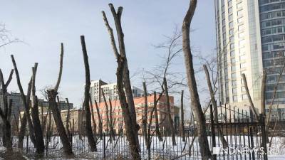 В Екатеринбурге запретят варварскую обрезку деревьев