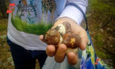 В тюменских лесах вторые сутки ищут 71-летнего грибника - fedpress.ru - Тюмень - район Нижнетавдинский